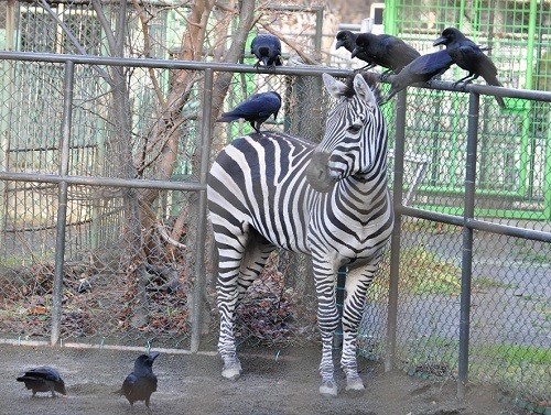 １１月２０日　円山動物園　カラスに囲まれる飛馬