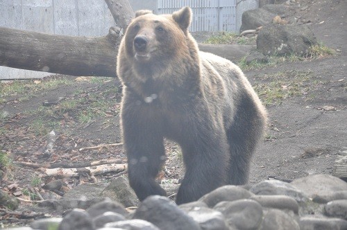 １１月２０日　円山動物園　エゾヒグマ館　とわ