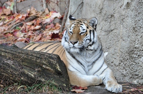 １１月２０日　円山動物園　アムールトラ　お外はアイ　屋内はリング