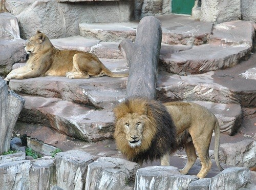 １１月２０日　円山動物園　ライオン