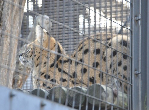 １１月２０日　円山動物園　サーバルキャット