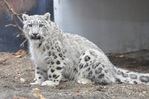 １１月２０日　円山動物園　ユキヒョウ