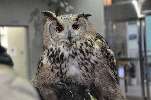 １１月２０日　ワシミミズクのフクちゃんとムーン、トビのビリー