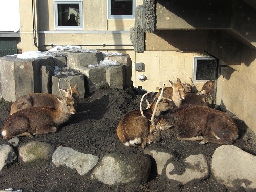 １１月２８日　旭山動物園　エゾシカ一家