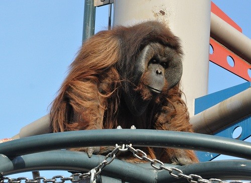 １１月２８日　旭山動物園　オランウータン　ジャック