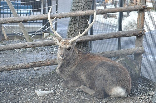 １１月２８日　旭山動物園　エゾシカのマカロニ