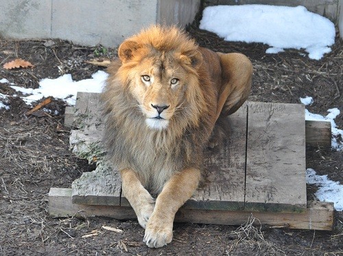 １１月２８日　旭山動物園　ライオン　アキラの帰宅