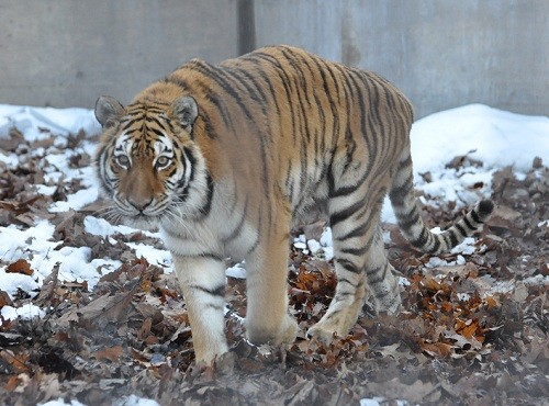 11月28日 旭山動物園 アムールトラ のん