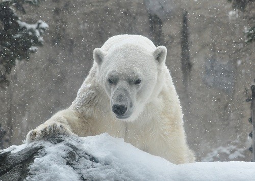 12月1日 旭山動物園 ホッキョクグマの朝