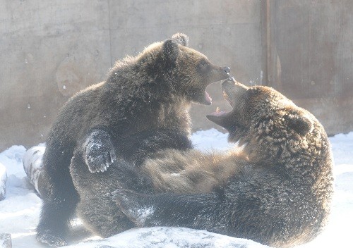 １２月１日　旭山動物園　エゾヒグマ　とんこ親子