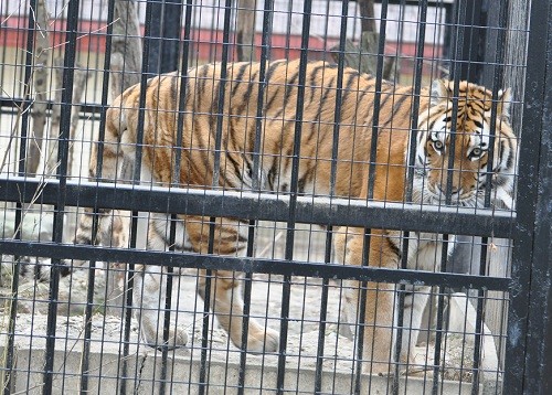 １２月３日　おびひろ動物園　アムールトラ　開園前のタツオ