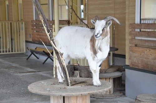 １２月３日　おびひろ動物園　ちびっこふぁーむのヤギ・ヒツジ