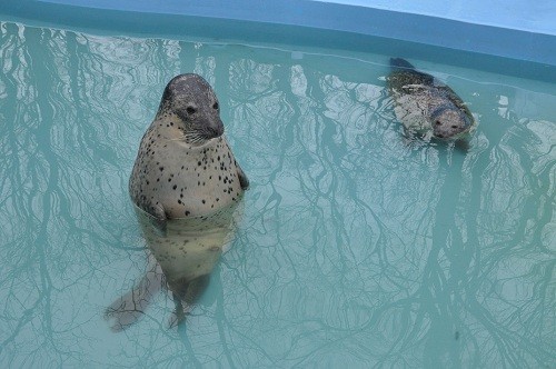 １２月３日　おびひろ動物園　アザラシとアシカ