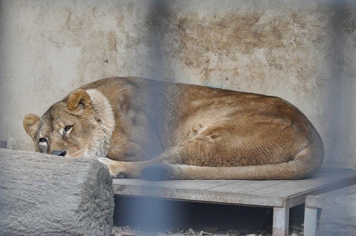 １２月３日　おびひろ動物園　ライオン　エルザ