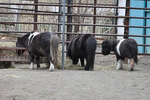 １２月３日　おびひろ動物園　ミニチュアホースとラマ