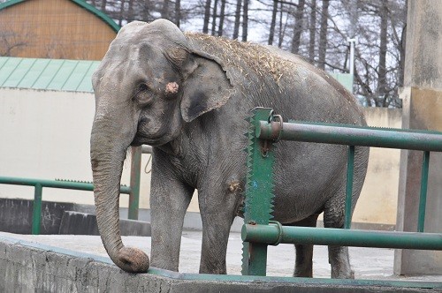 １２月３日　おびひろ動物園　アジアゾウ　ナナ