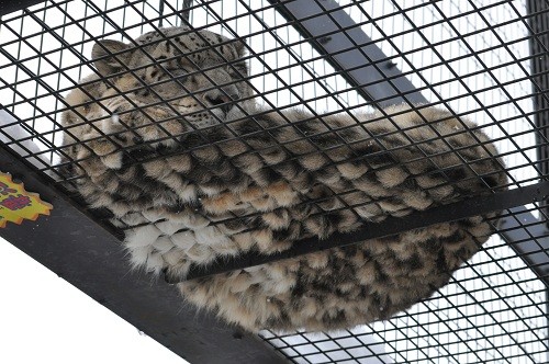１２月６日　旭山動物園　ユキヒョウ　ヤマトの鳴き声