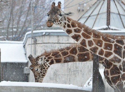 １２月１日　旭山動物園　アミメキリン