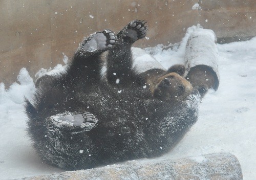 １２月１日　旭山動物園　エゾヒグマ　雪と戯れる雪