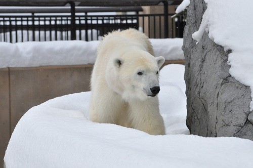 12月6日 旭山動物園 ホッキョクグマ ピリカ1