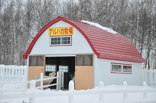 １２月９日　美瑛町　四季彩の丘　アルパカ牧場