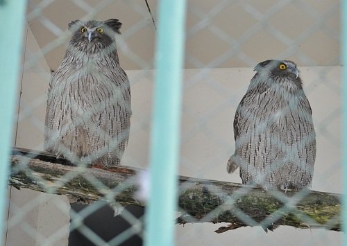 １２月１１日　釧路市動物園　シマフクロウの分散飼育始まります。