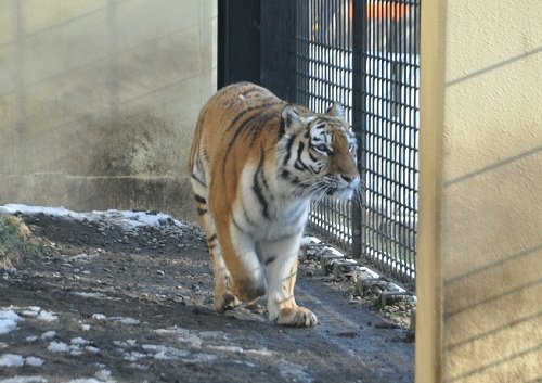 １２月１１日　釧路市動物園　猛獣舎（ネコ科猛獣）