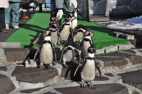 １２月１１日　釧路市動物園　フンボルトペンギンのウォーキング