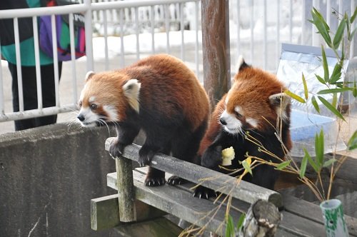 １２月１１日　釧路市動物園　レッサーパンダのパクパクタイム