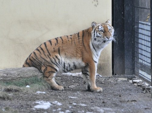 １２月１１日　釧路市動物園　アムールトラのココア