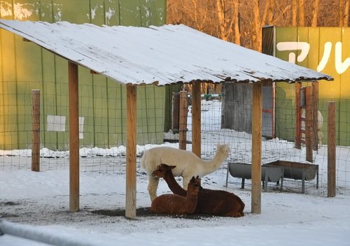 １２月１１日　釧路市動物園　閉園時間直前のアルパカのメス