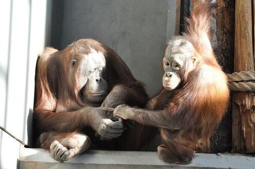 １２月１４日　旭山動物園　オランウータン