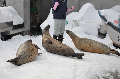 １２月１４日　旭山動物園　アザラシのもぐもぐタイム