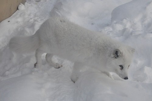 １２月１４日　旭山動物園　ホッキョクギツネ