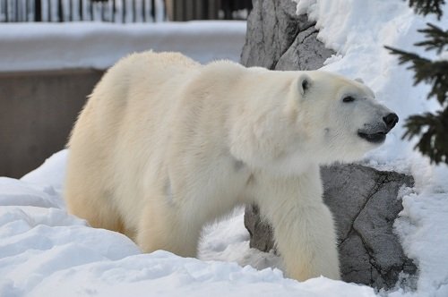 12月14日 旭山動物園 ホッキョクグマ 閉園前のピリカ