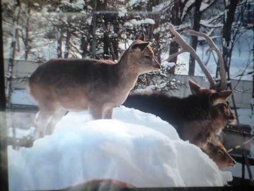 きりかぶと治夫
