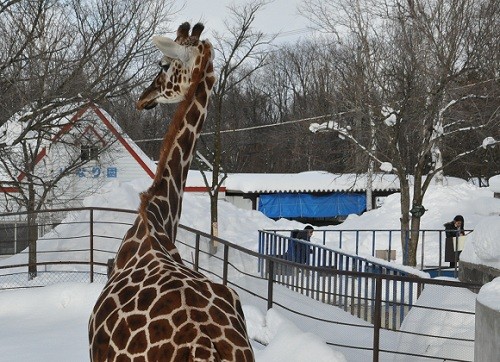 １２月２８日　旭山動物園　アミメキリン