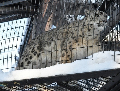 １２月２８日　旭山動物園　ユキヒョウ　ヤマト