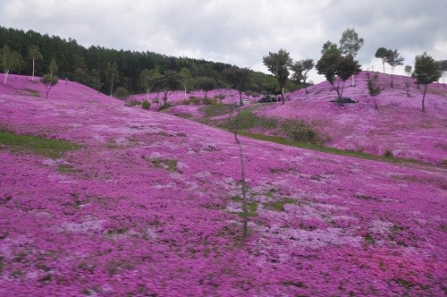 たきのうえ「2012芝ざくら開花クイズ」募集開始!!