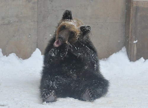 １月９日　旭山動物園　エゾヒグマ　とんこと大と雪
