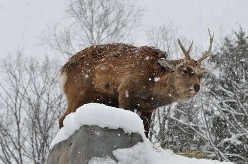 １月９日　旭山動物園　大雪の中のエゾシカたち
