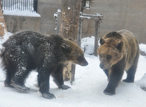 １月１３日　旭山動物園　エゾヒグマ　とんこと大と雪