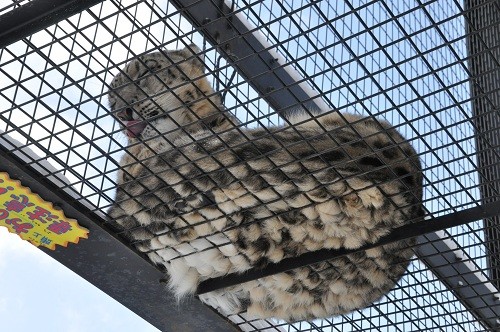 １月１３日　旭山動物園　ユキヒョウ　ヤマト