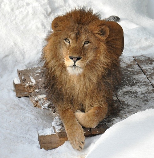 １月１３日　旭山動物園　ライオン　アキラ→レイラ→ライラ