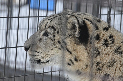 １月２６日　旭山動物園　ユキヒョウ　ヤマト