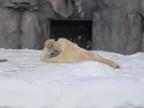 今のルルとピリカ