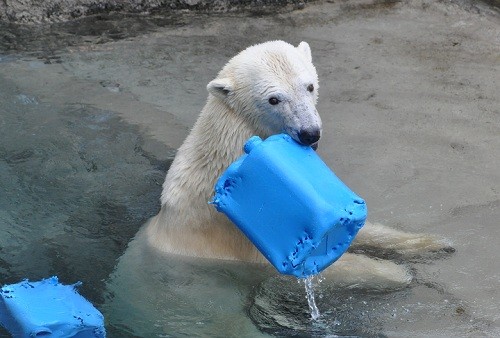 1月31日 旭山動物園 ホッキョクグマ ポリタンクで遊ぶサツキ