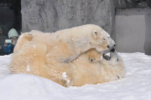 1月31日 旭山動物園 ホッキョクグマ じゃれ合うルルとピリカ2