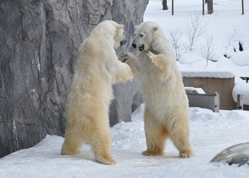 １月３１日　旭山動物園　ホッキョクグマ　じゃれ合うルルとピリカ３