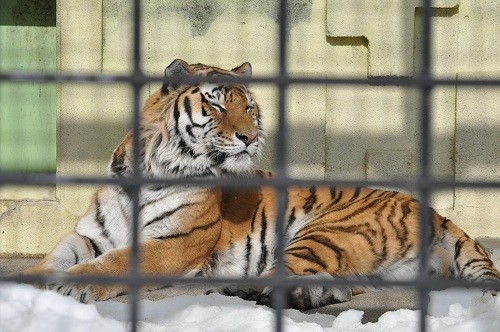 ２月１２日　釧路市動物園　「おかえりなさいリング！」
